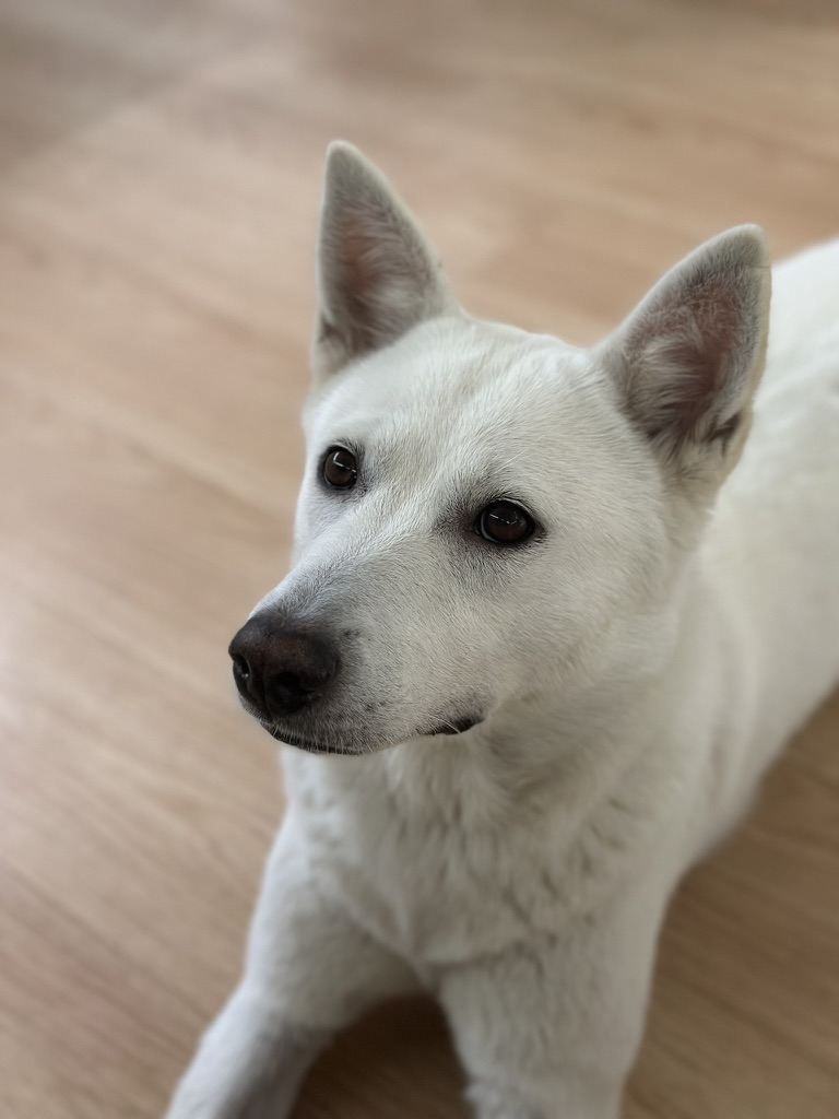 마스코트 진돗개 사랑이